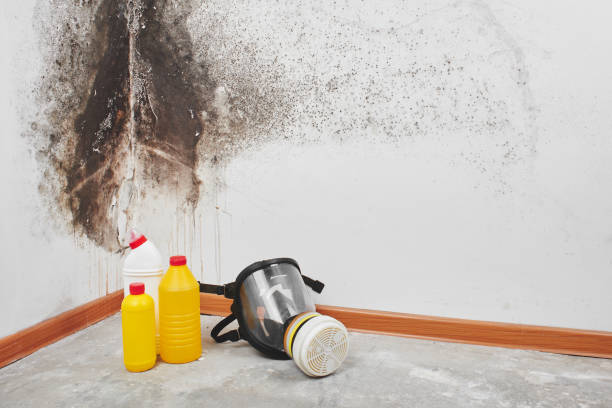 Certified Mold Removal in Azle, TX