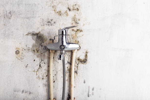 Best Certified Mold Removal  in Azle, TX