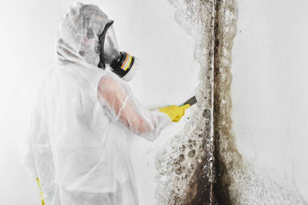 Best Affordable Mold Removal  in Azle, TX