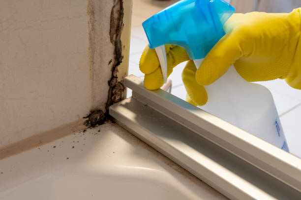 Best Mold Remediation  in Azle, TX