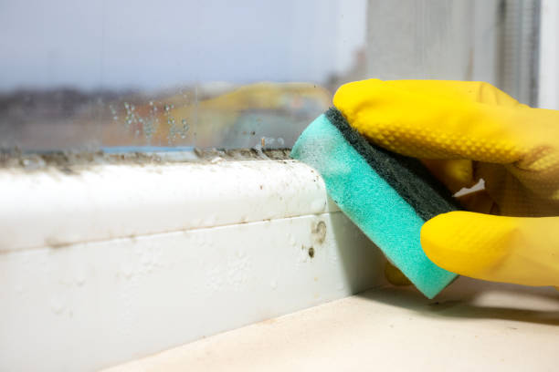 Best Mold Cleaning Services  in Azle, TX