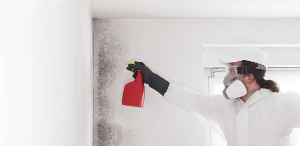 Best Mold Removal Company Near Me  in Azle, TX