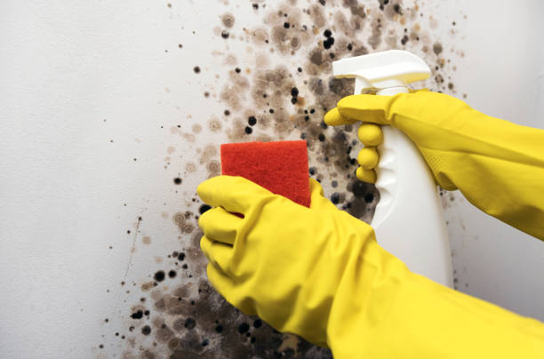 Best Best Mold Removal Companies  in Azle, TX
