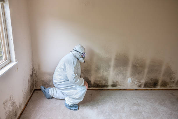 Best Attic Mold Removal  in Azle, TX