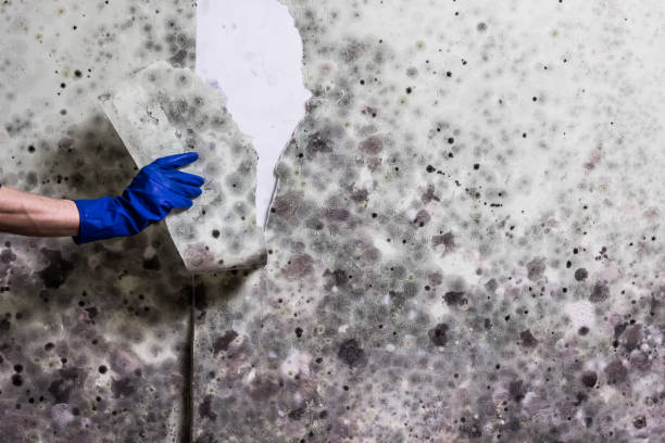 Best Affordable Mold Removal  in Azle, TX