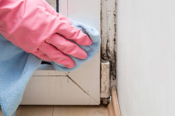Best Crawl Space Mold Removal  in Azle, TX