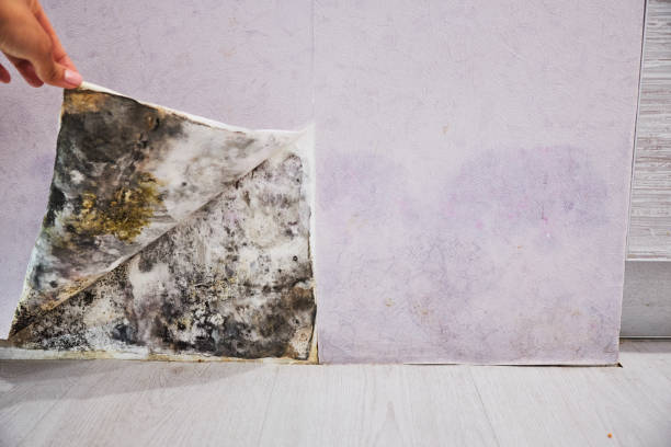 Azle, TX Mold Removal Company